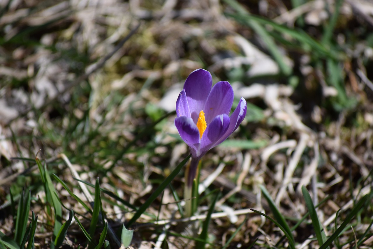 spring nature flower free photo