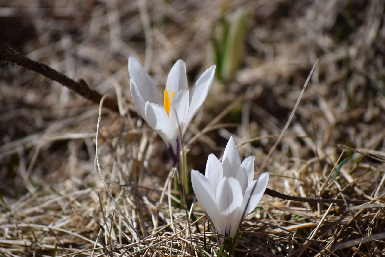 spring nature flower free photo