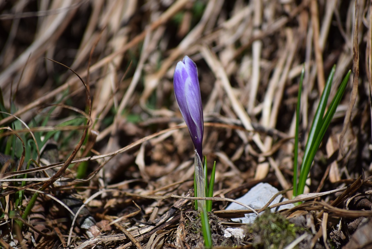 spring nature flower free photo