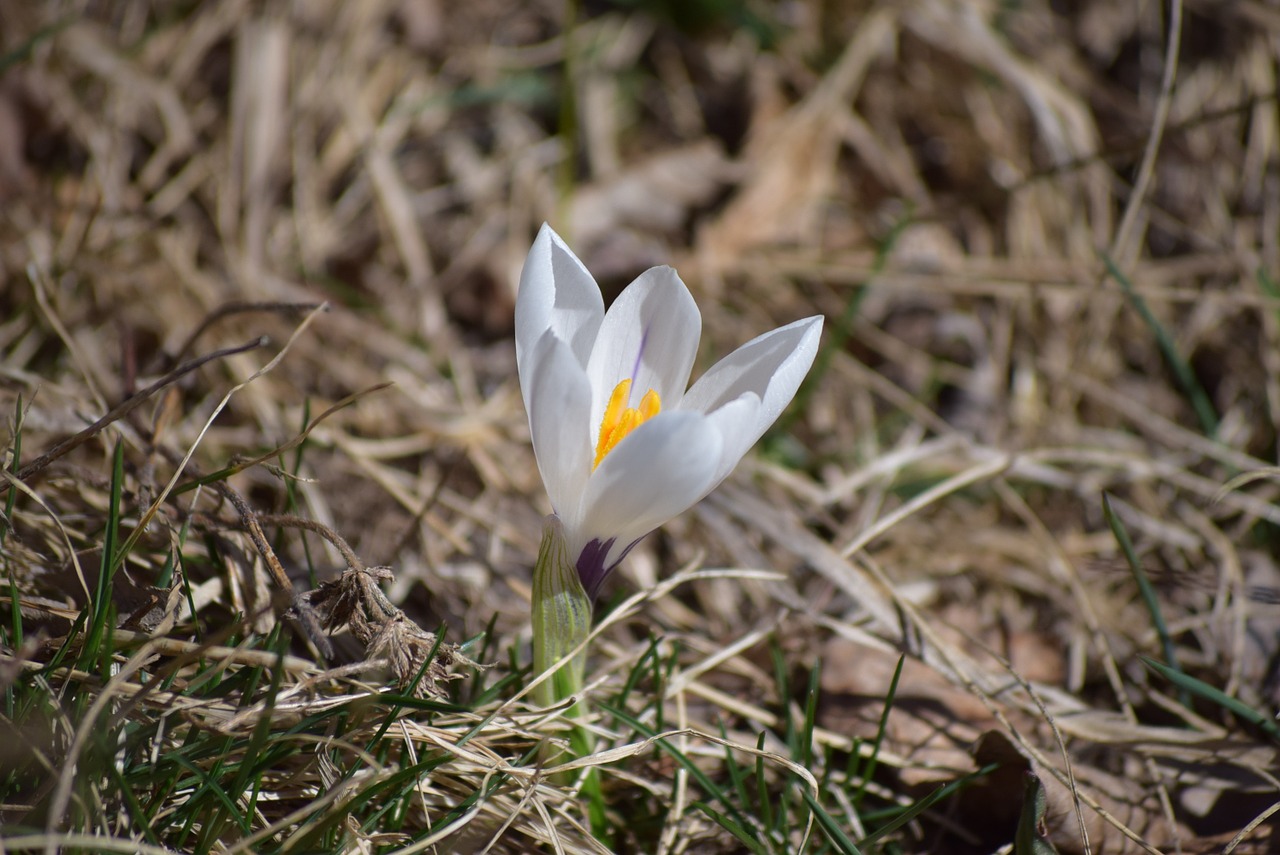 spring nature flower free photo