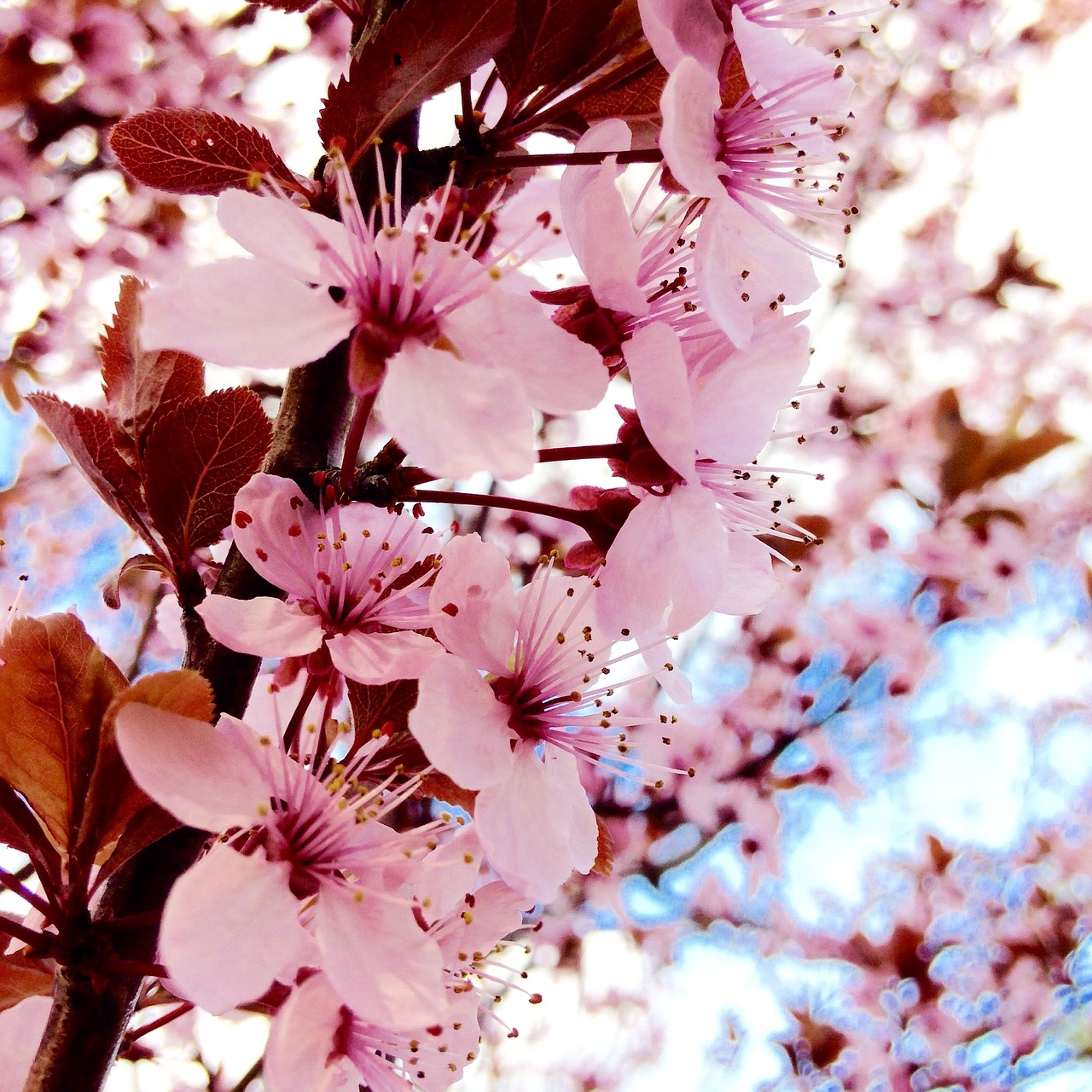 spring flowers pink free photo