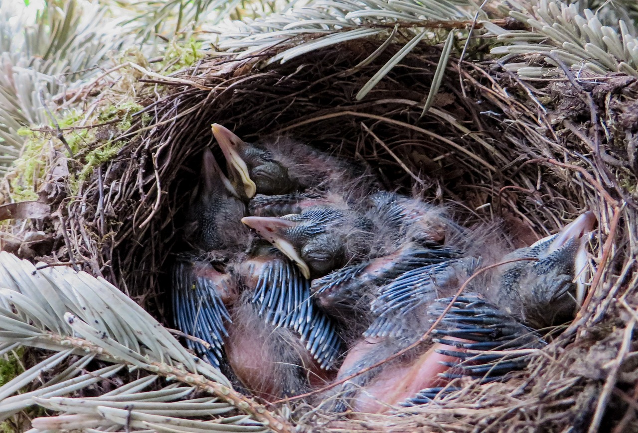 spring blackbird nest free photo