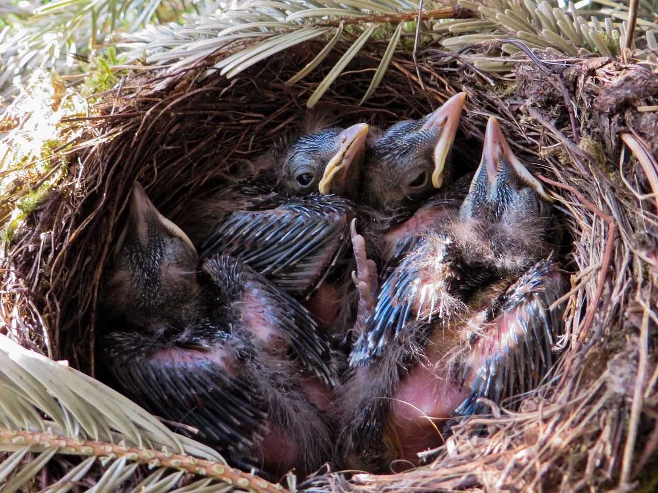 Spring,blackbird,nest,bird's nest,blackbird nest - free image from ...