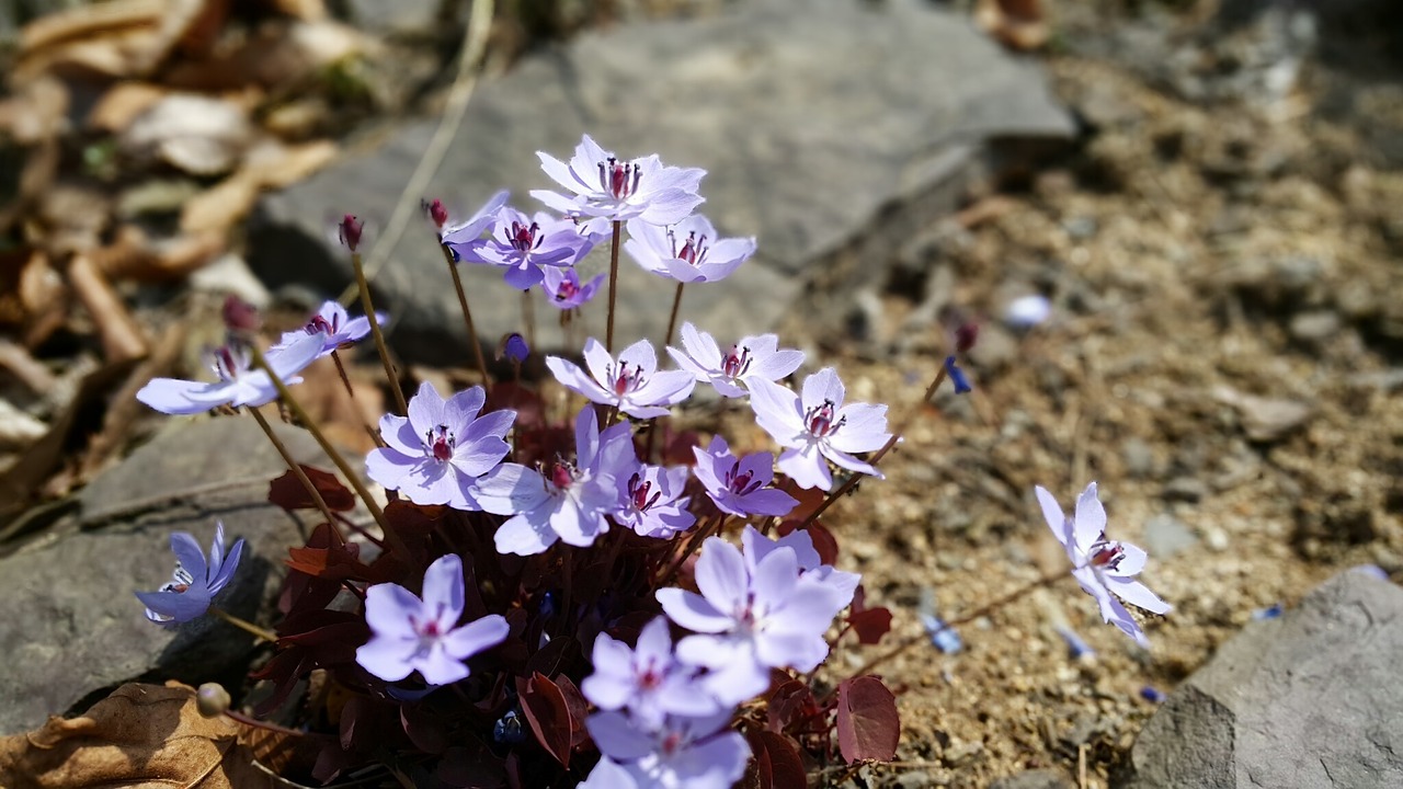 spring flowers nature free photo