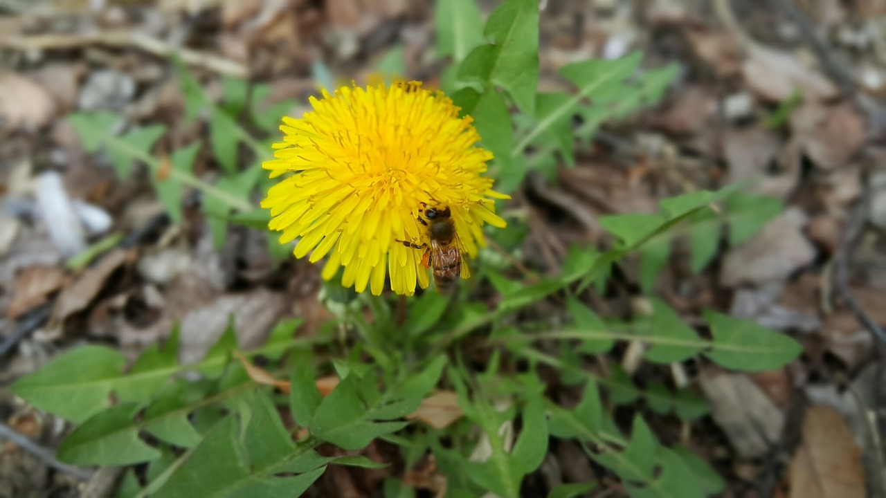 spring flowers dandelion free photo