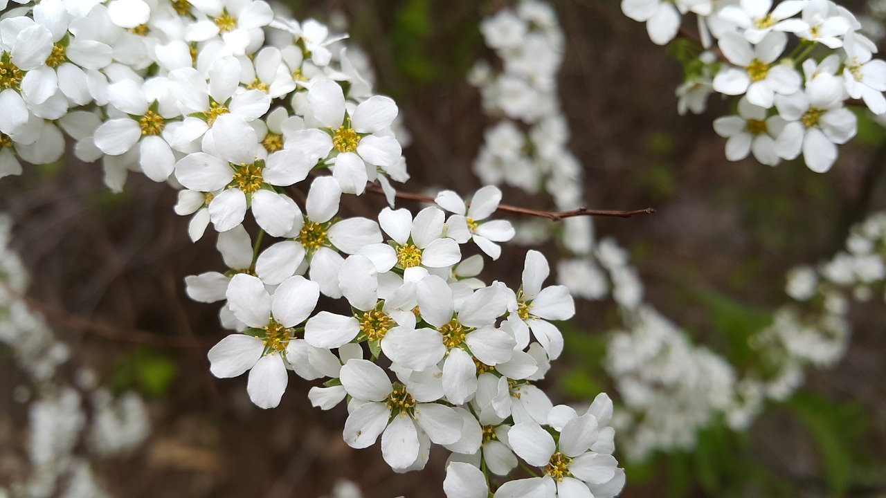 spring flowers white flowers free photo