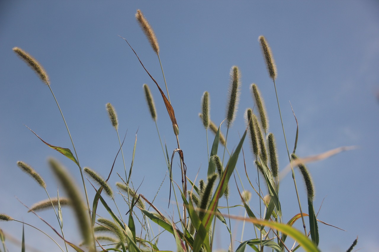 spring grass plush grass free photo