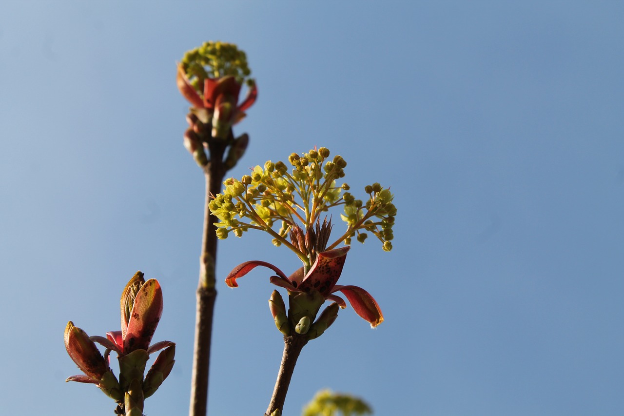 spring blue sky sky free photo