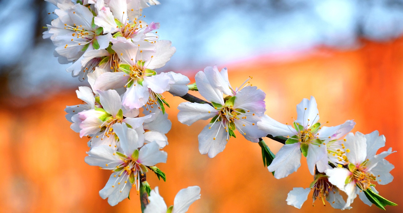 spring white almond flower free photo