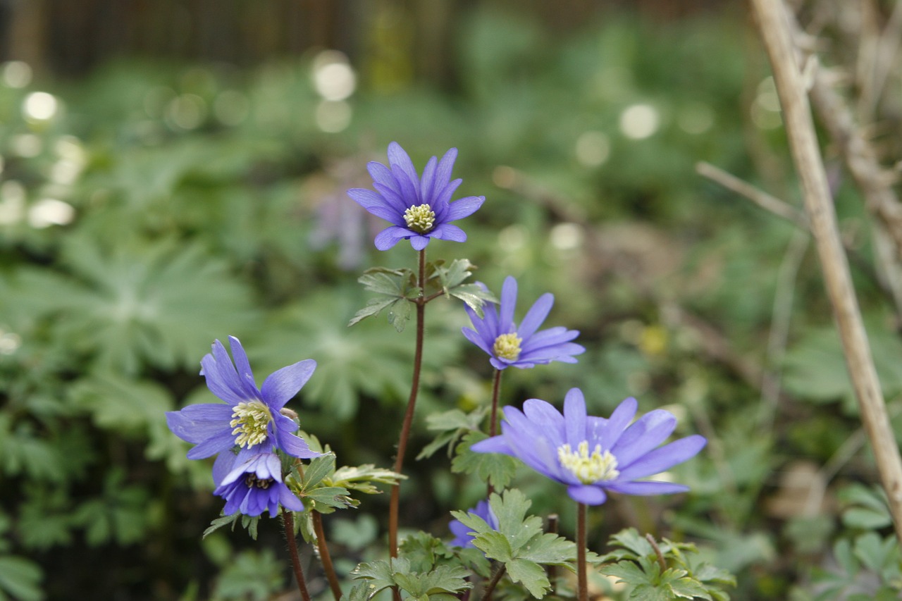 spring flower anemone free photo