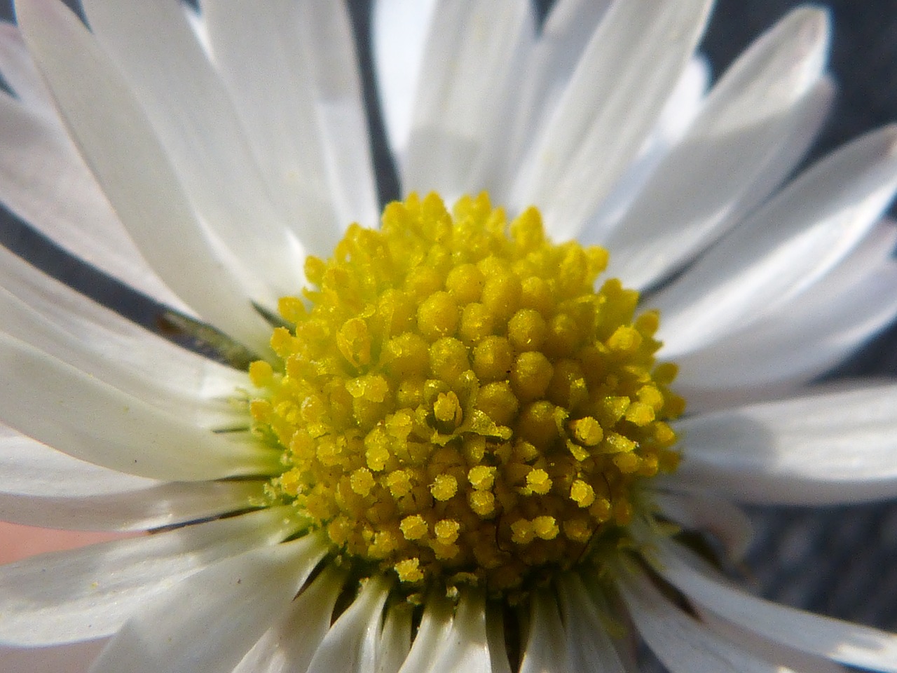 spring daisy close free photo