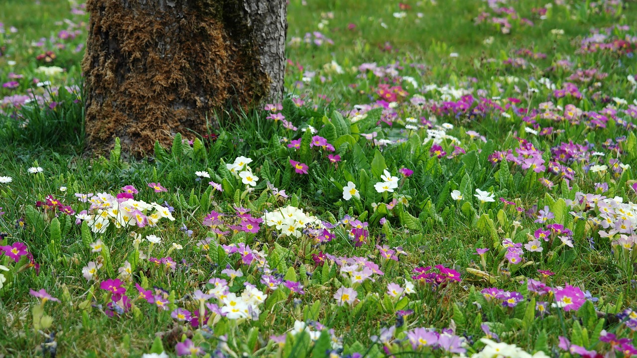 spring flower meadow tree free photo