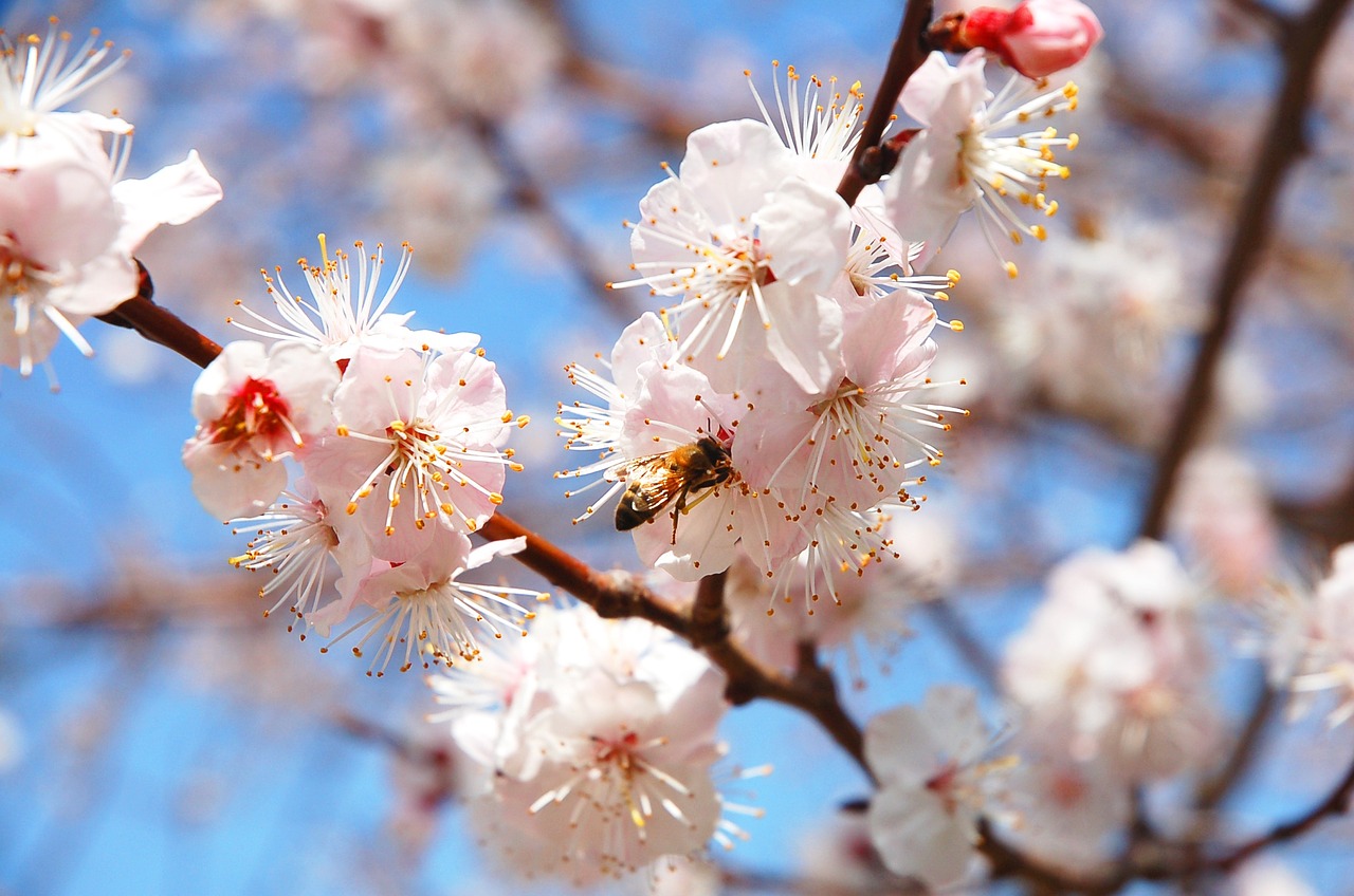 spring flowers plum free photo