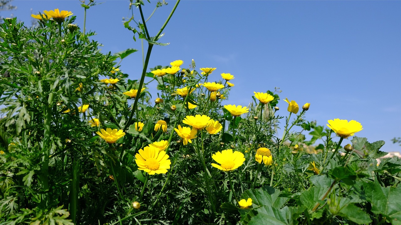 spring flowers daisies free photo