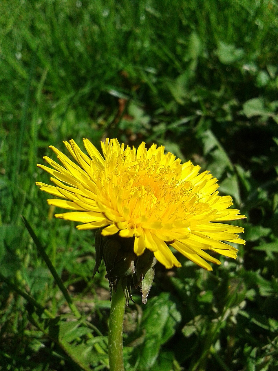 spring dandelion yellow free photo