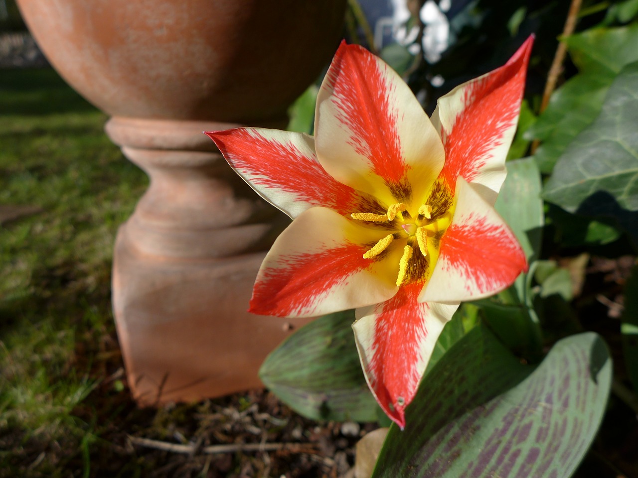 spring tulip wild tulip free photo