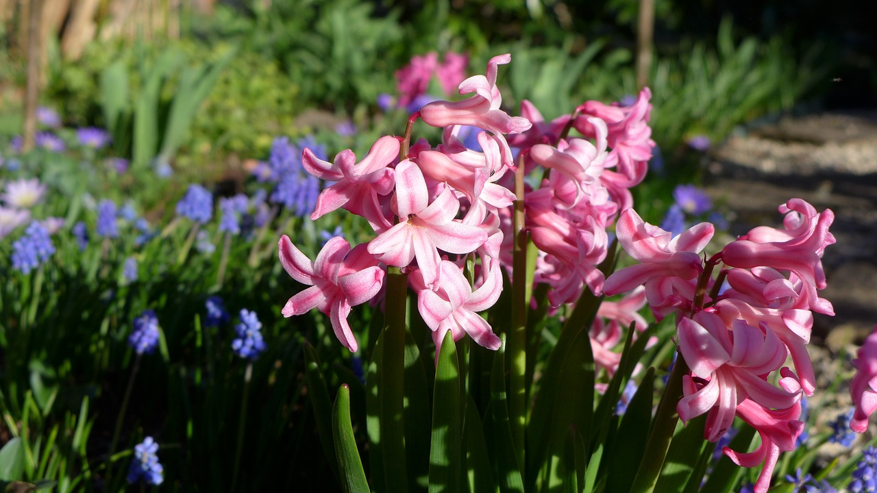 spring garden hyacinth blossom free photo