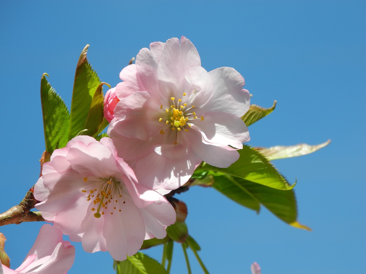 spring mandelbaeumchen almond blossom free photo