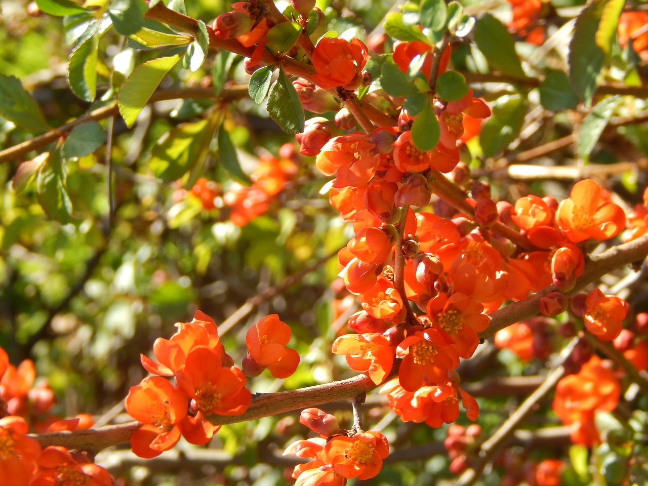 spring flowers orange free photo