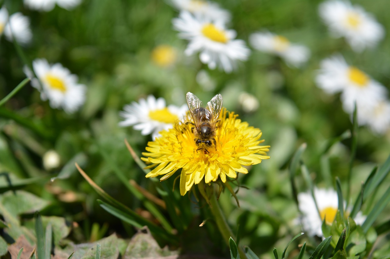 spring flower bloom free photo