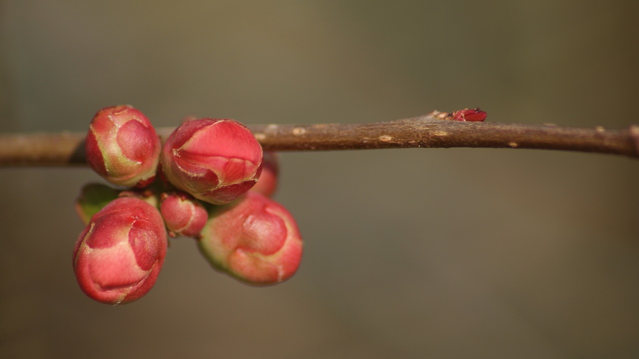 spring flower bud branch free photo