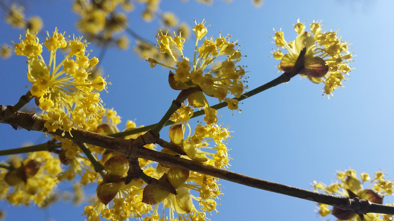 spring blossom sky free photo