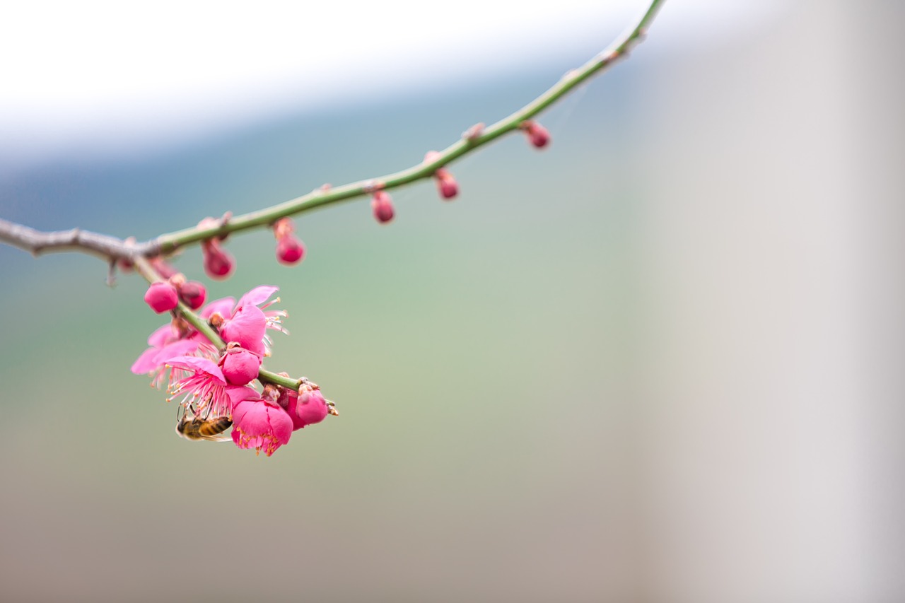 spring plum geoje free photo
