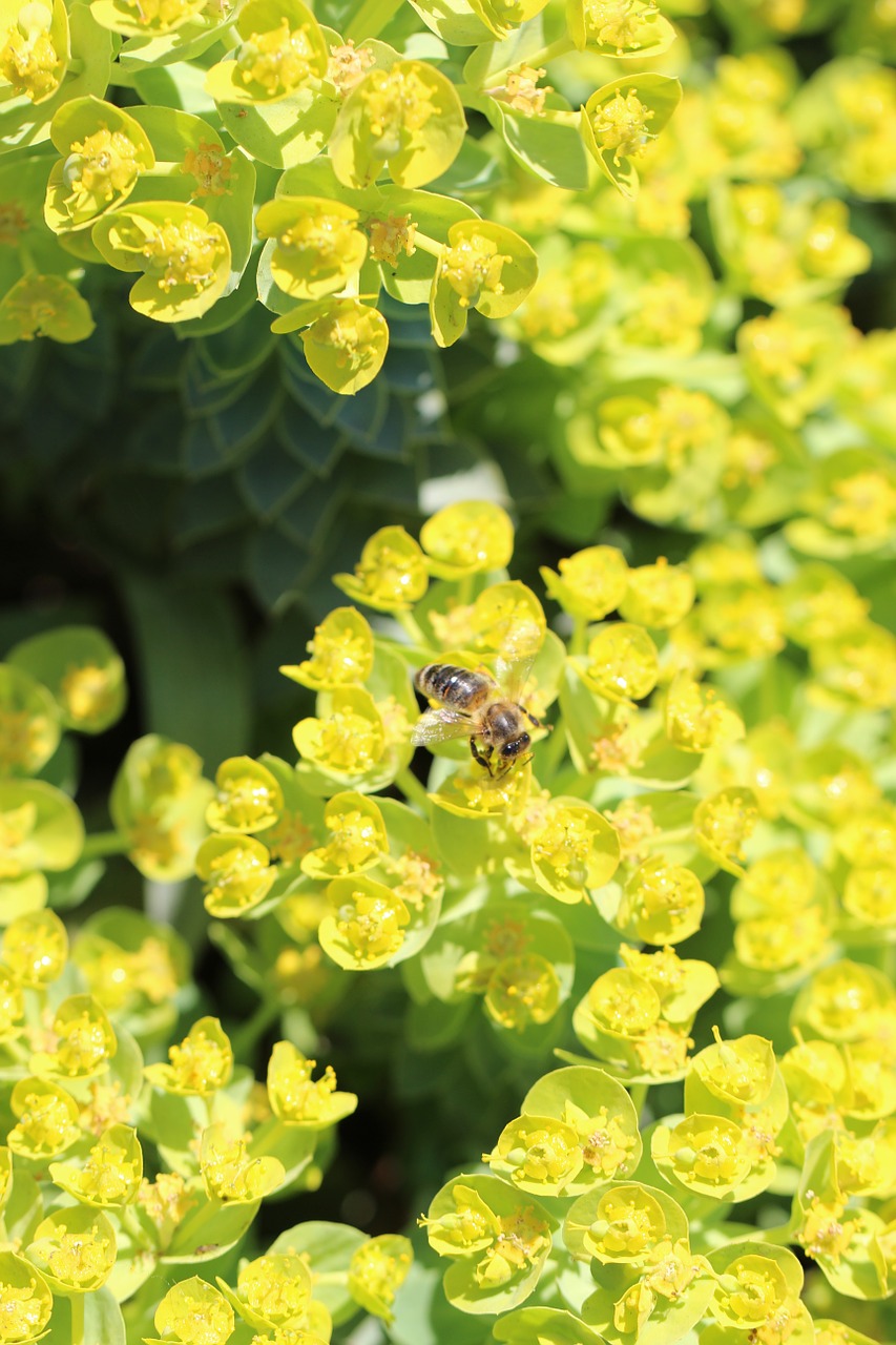 spring nature blossom free photo