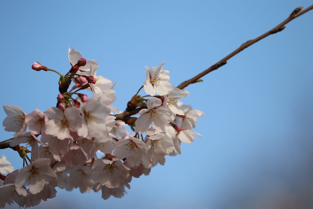 spring cherry blossom flower free photo