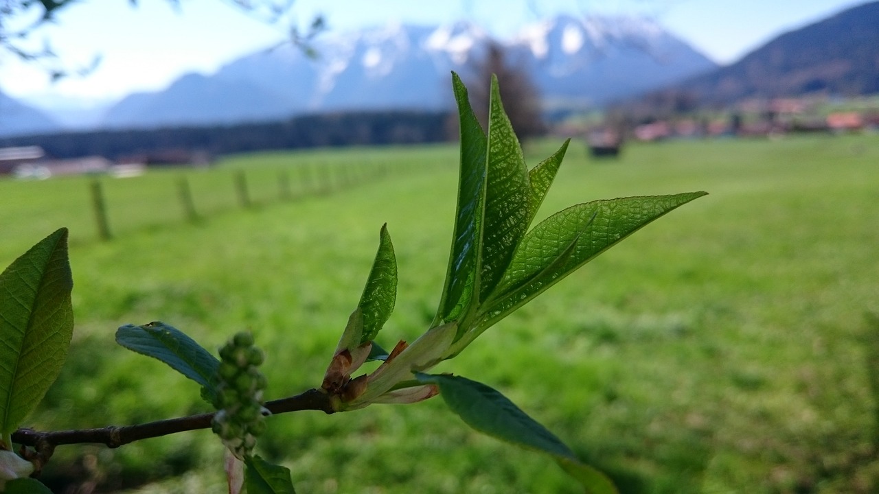 spring nature close free photo