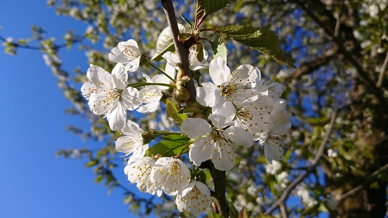 spring nature bloom free photo