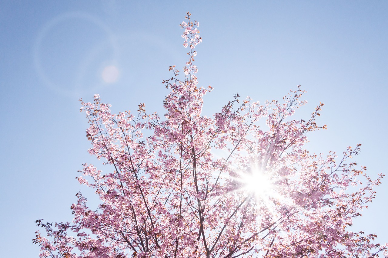 spring cherry blossom japanese cherry trees free photo