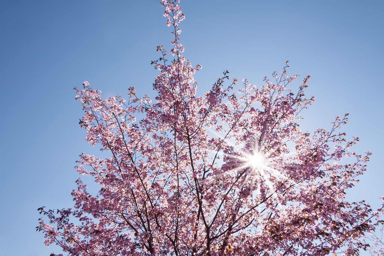 spring cherry blossom japanese cherry trees free photo