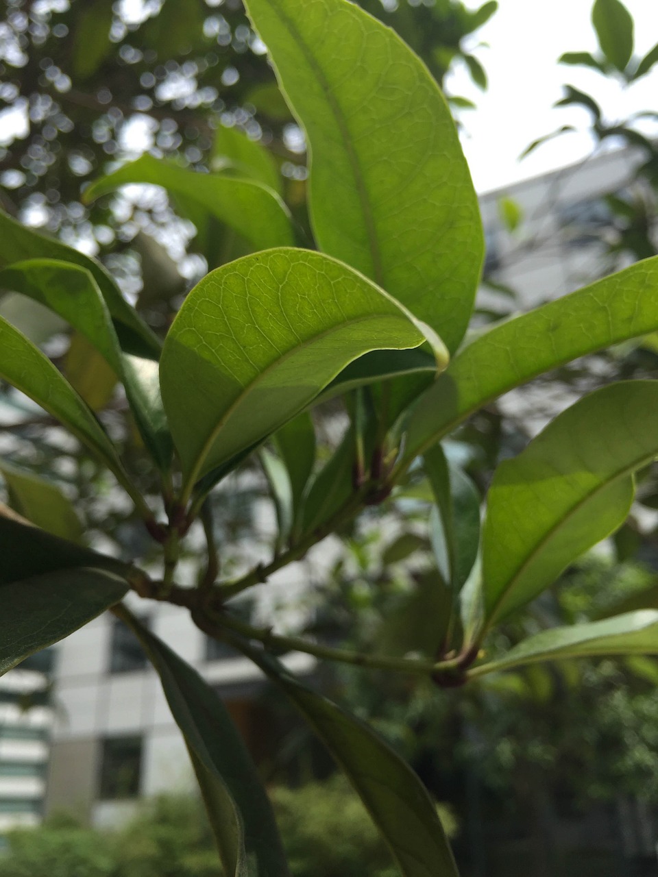 spring leaf urban free photo