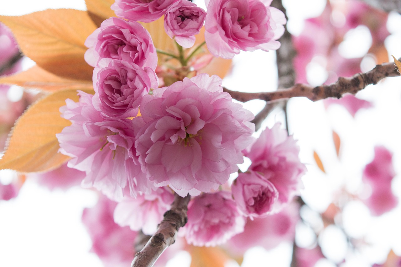 spring flowers tree free photo