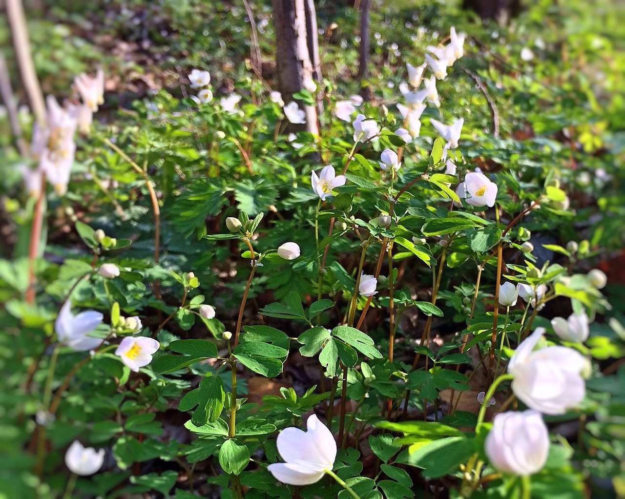 spring wild flowers nature free photo