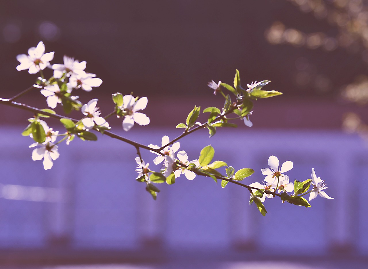 spring flower tree free photo