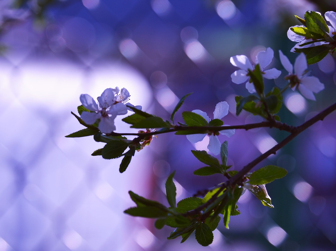 spring flower tree free photo