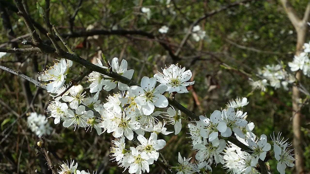 spring may nature free photo