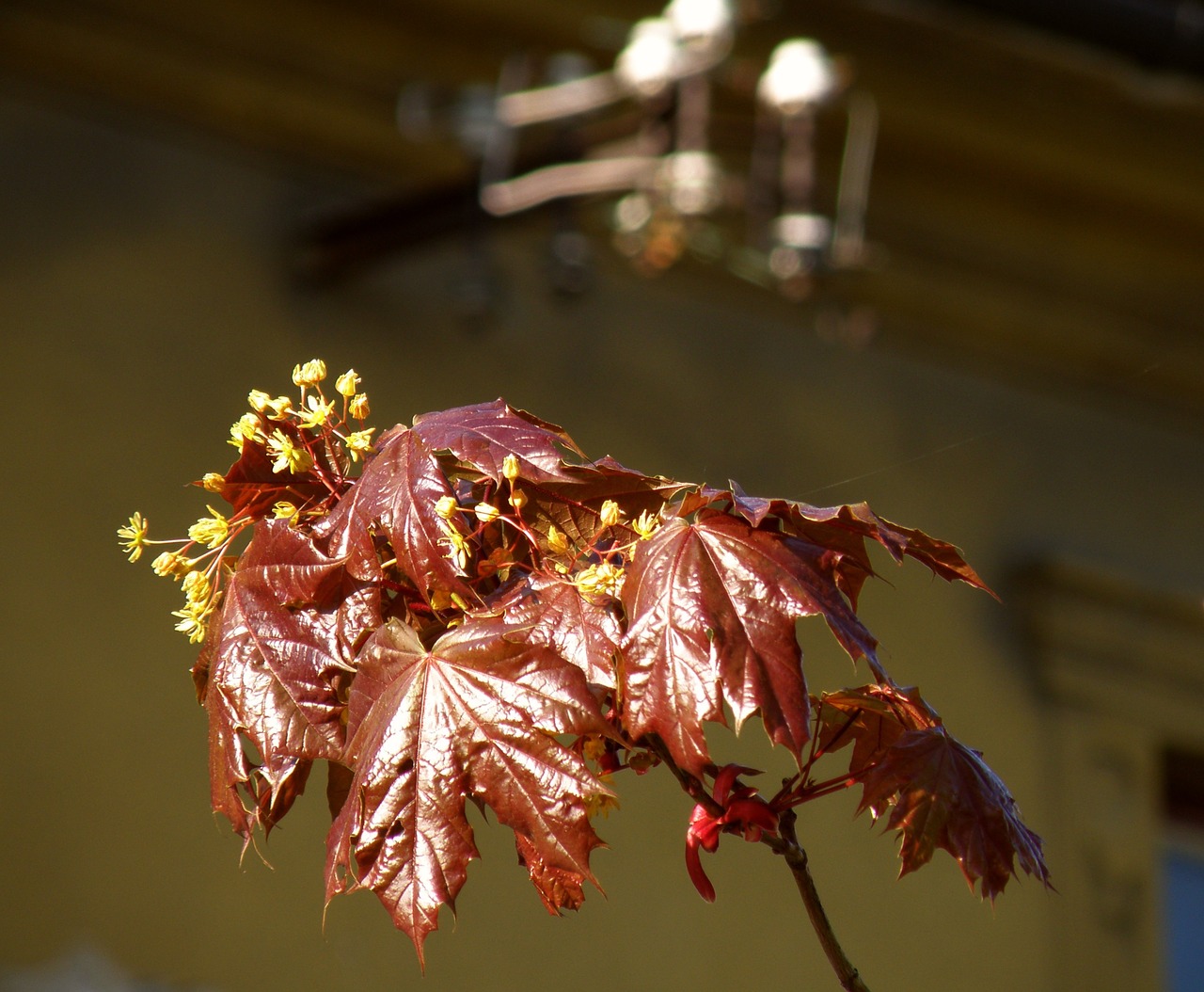 spring lipník maple free photo