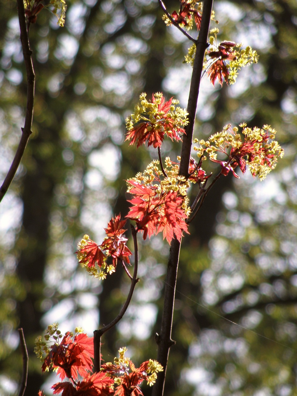 spring lipník maple free photo