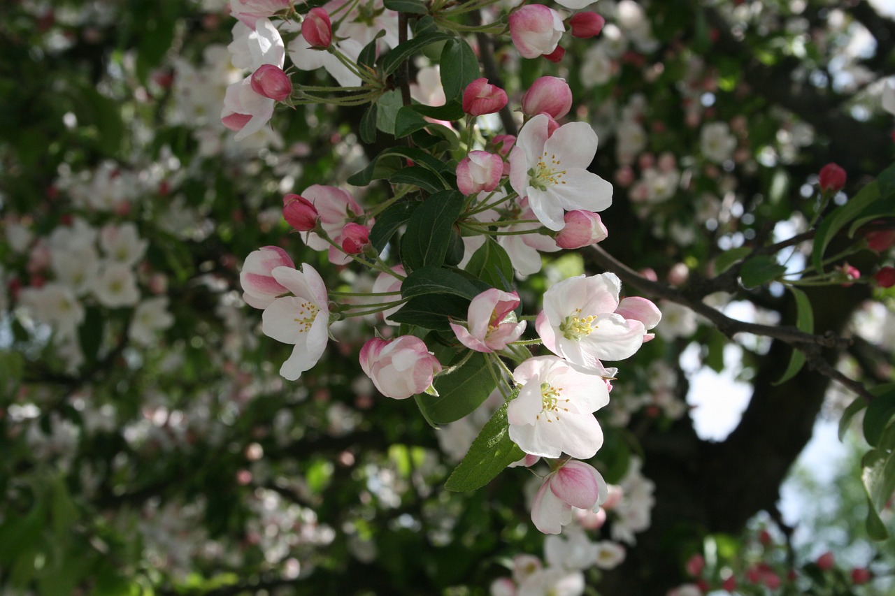 spring blossom bloom free photo