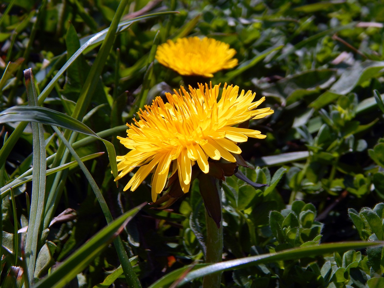 spring dandelions colors free photo