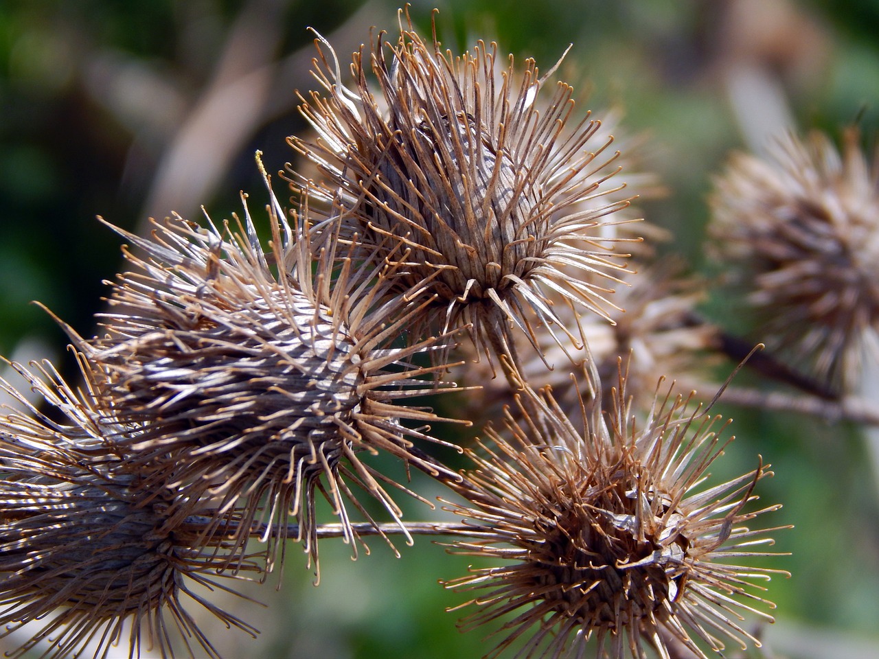 spring thistles brown free photo