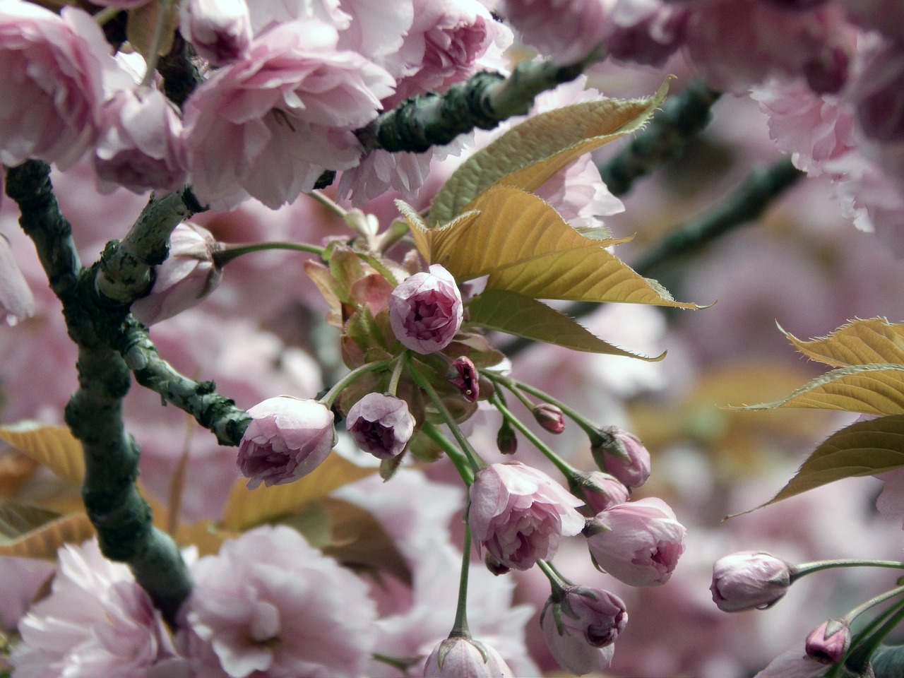 spring pink flowers free photo