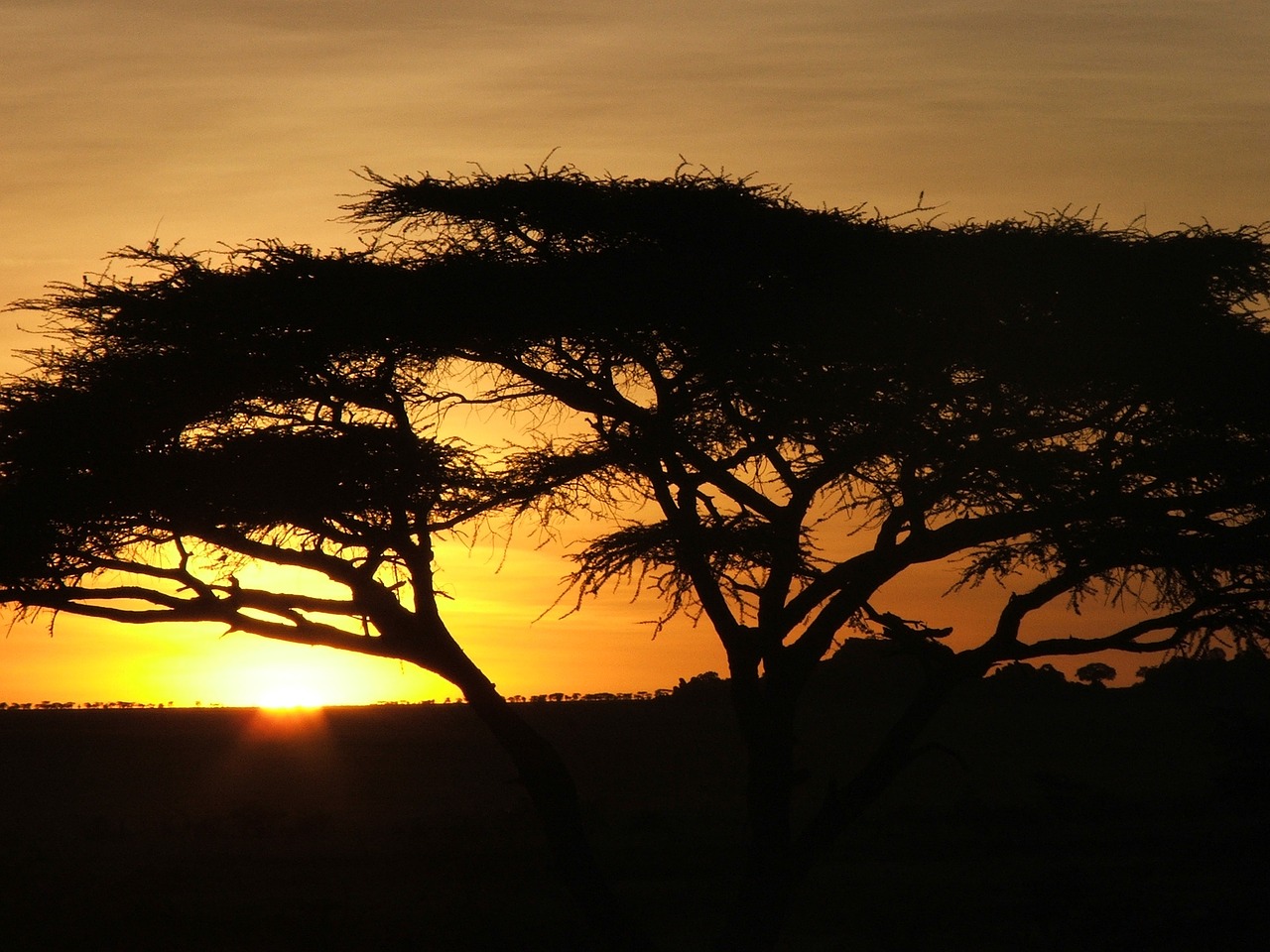 spring africa dawn free photo