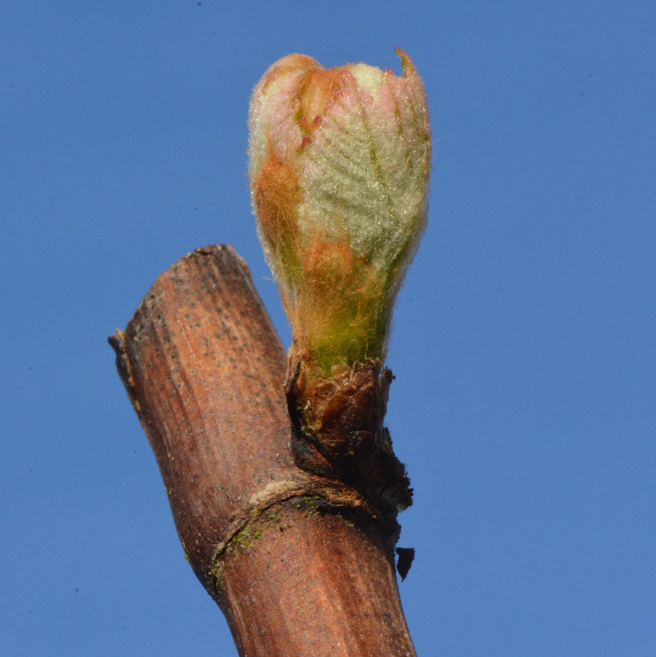 spring nature branch free photo