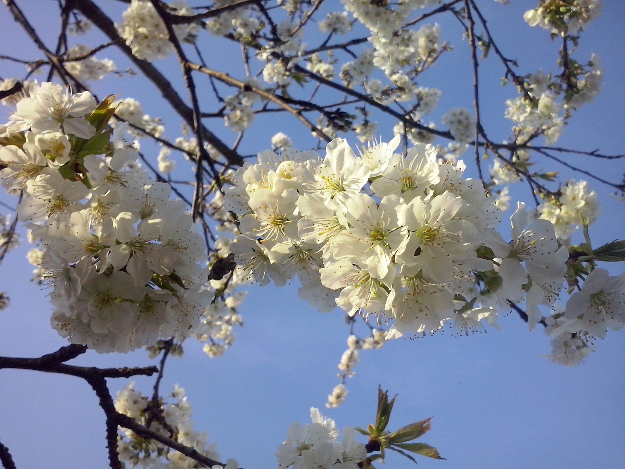 spring flowers cherry free photo