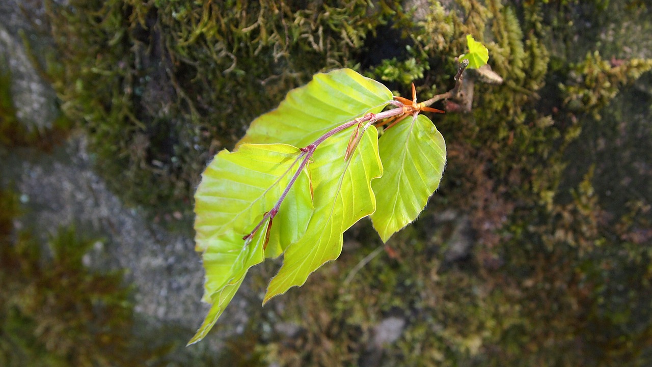 spring beech leaf moss free photo