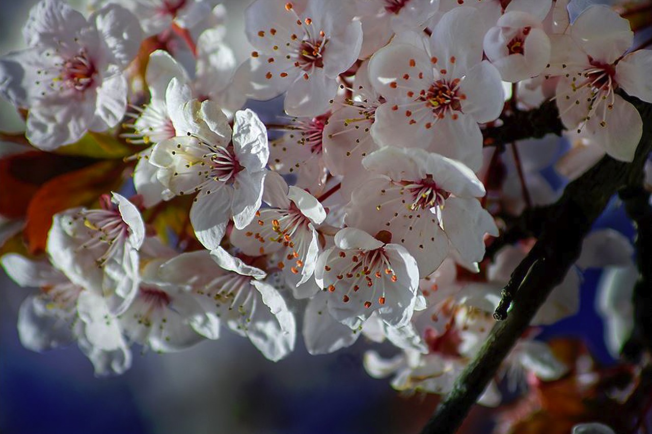 spring flowers cherries free photo